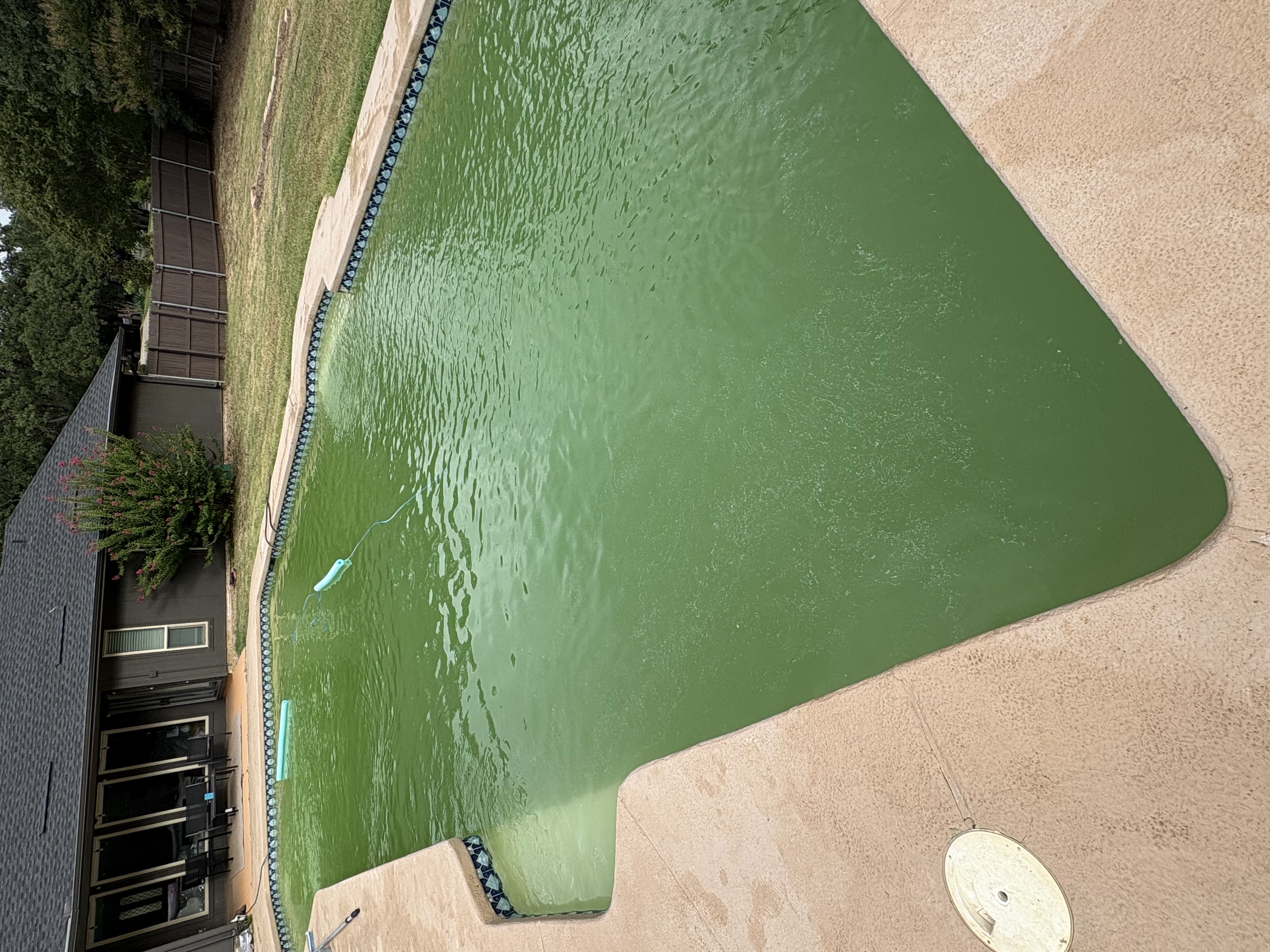Green algae-filled pool before treatment